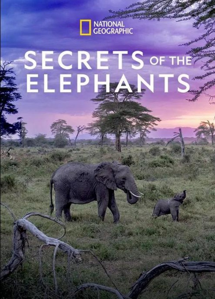 Poster for the film: Secrets of the Elephants